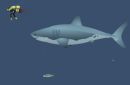 Играть игру онлайн и бесплатно: Cousteaus Underwater World