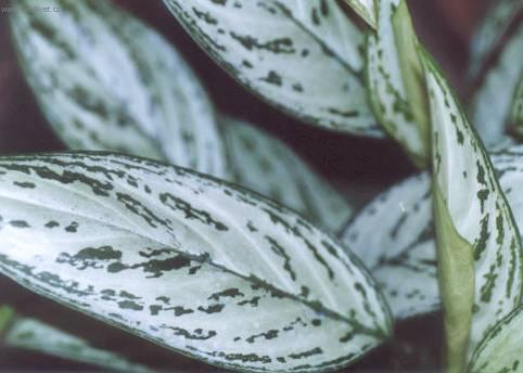 Фотографии к статье: Аглаонема округлая (Aglaonema rotundum)