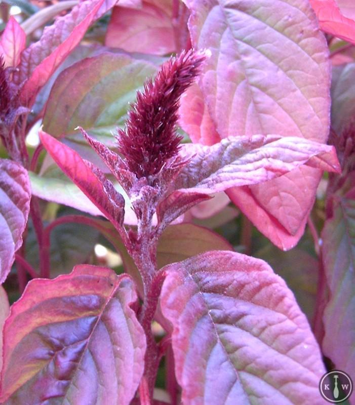 Фотографии к статье: Амарантус (щирица) (Amaranthus)