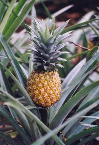 Фотографии к статье: Ананас хохлатый (пестрый) (Ananas comosus variegatus)