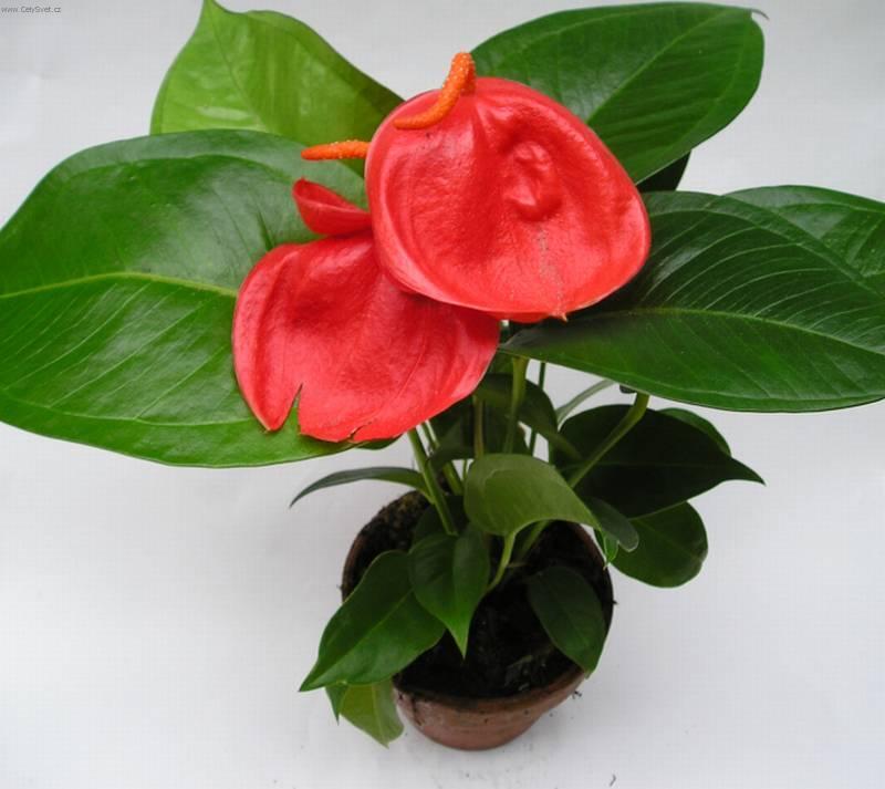 Фотографии к статье: Антуриум Шерцера (Anthurium)