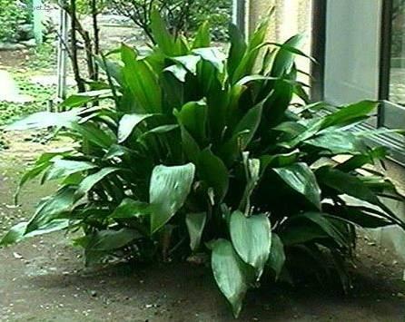 Фотографии к статье: Аспидистра (Aspidistra)