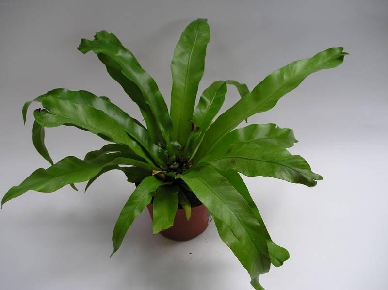Фотографии к статье: Асплениум (листовник) сколопендровый (Asplenium scolopendrium)