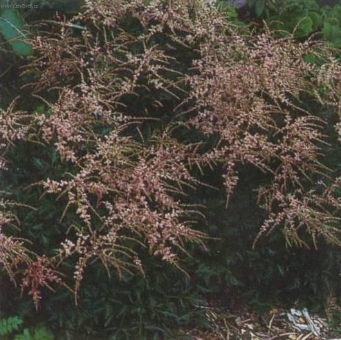 Фотографии к статье: Астильба Арендса (Astilbe arendsii)