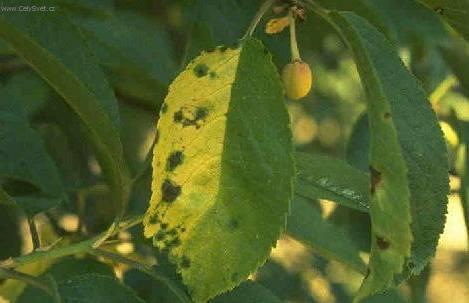 Фотографии к статье: Бактериальные заболевания цветов (Bacterial diseases of flowers)