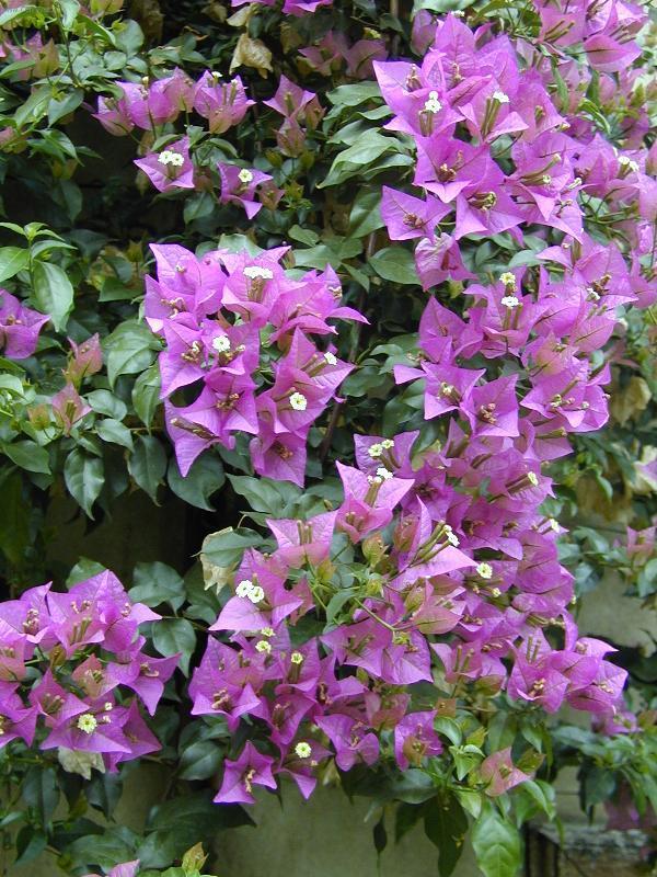 Фотографии к статье: Бугенвиллия голая (Bougainvillea glabra)