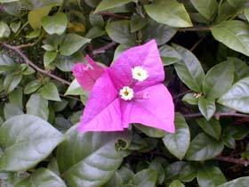 Фотографии к статье: Бугенвиллия голая (Bougainvillea glabra)