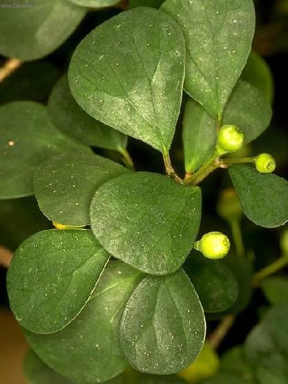 Фотографии к статье: Фикус дельтовидный (Ficus deltoidea)