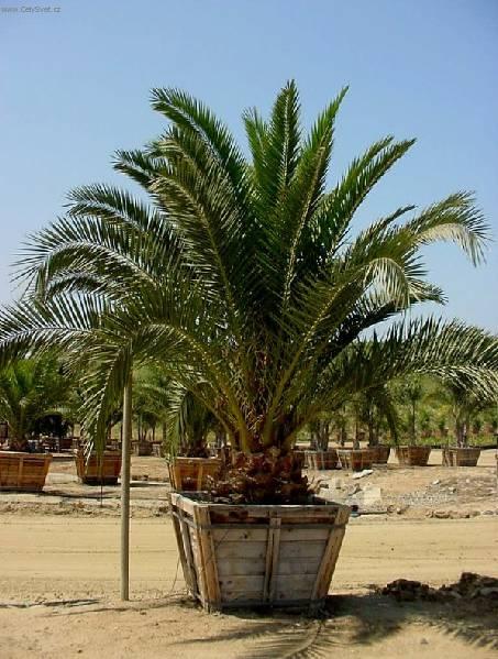 Фотографии к статье: Финик канарский (Phoenix canariensis)