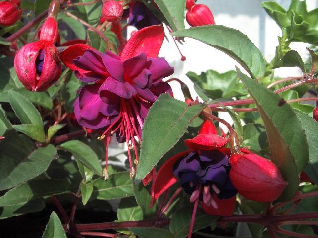 Фотографии к статье: Фуксия (Fuchsia)