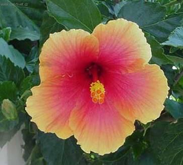 Фотографии к статье: Гибискус китайский (Китайская роза) (Hibiscus rosa-sinensis)