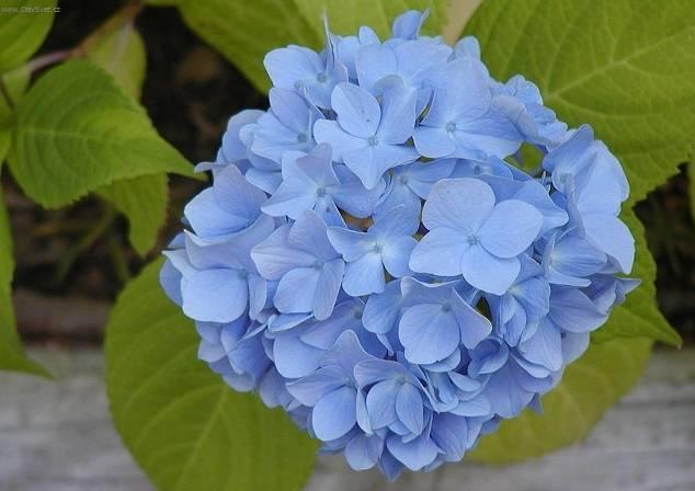 Фотографии к статье: Гидрангея (Гортензия) (Hydrangea)