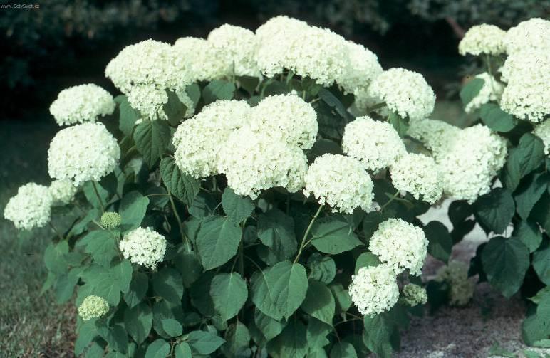 Фотографии к статье: Гидрангея (Гортензия) (Hydrangea)