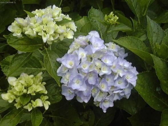 Фотографии к статье: Гидрангея (Гортензия) (Hydrangea)