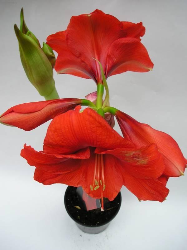 Фотографии к статье: Гиппеаструм (Hippeastrum)