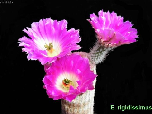 Фотографии к статье: Эхиноцереус шарлаховый (Echinocereus coccineus)