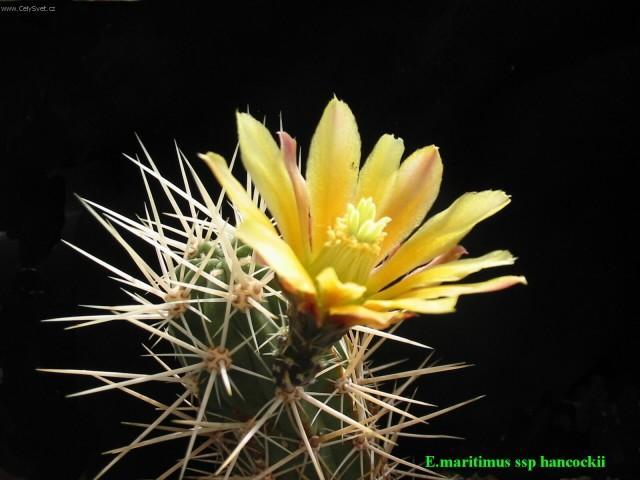 Фотографии к статье: Эхиноцереус шарлаховый (Echinocereus coccineus)