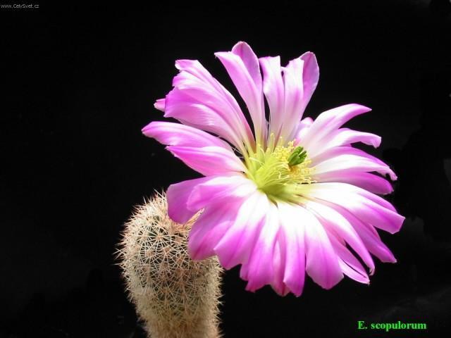 Фотографии к статье: Эхиноцереус шарлаховый (Echinocereus coccineus)