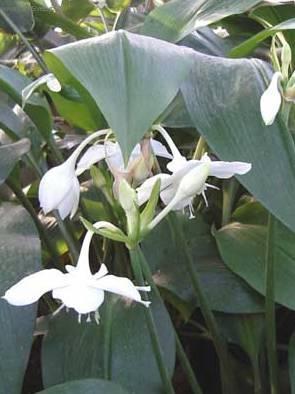 Фотографии к статье: Эухарис (Амазонская лилия) (Eucharis)