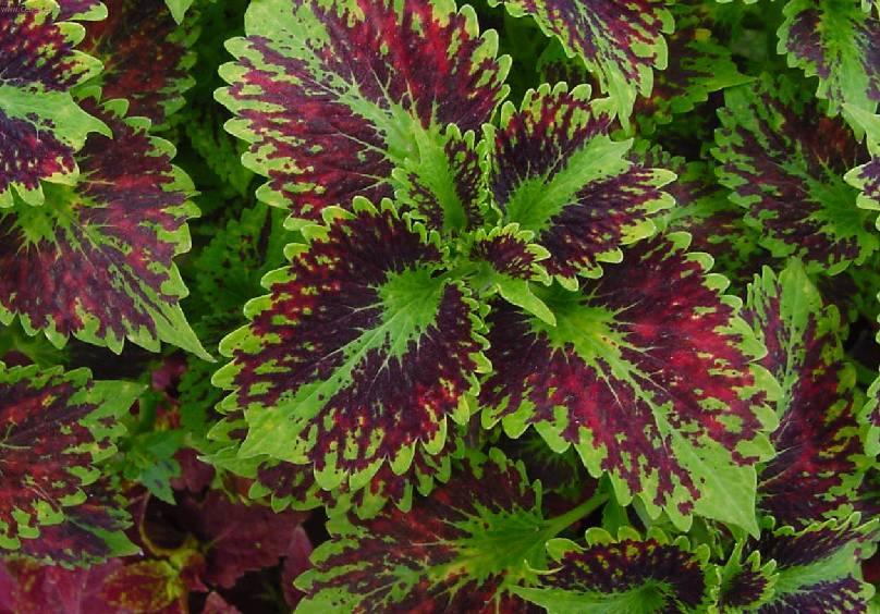 Фотографии к статье: Колеус Блюме (Coleus blumei)