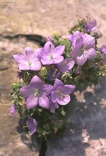 Фотографии к статье: Колокольчик равнолистный (Campanula isophylla)