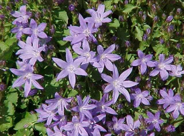 Фотографии к статье: Колокольчик равнолистный (Campanula isophylla)