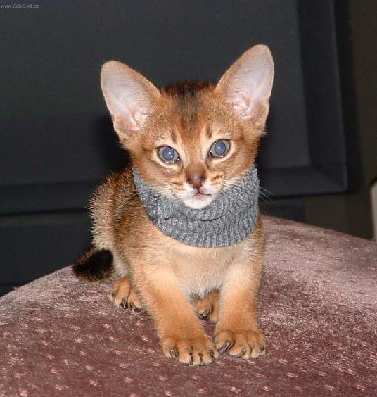 Фотографии к статье: Абиссинская кошка (Abyssinian cat) / Советы по уходу и воспитанию породы кошек, описание кошки, помощь при болезнях, фотографии, дискусии и форум.