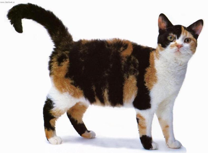 Фотографии к статье: Американская жесткошерстная кошка (American Wirehair Cat) / Советы по уходу и воспитанию породы кошек, описание кошки, помощь при болезнях, фотографии, дискусии и форум.