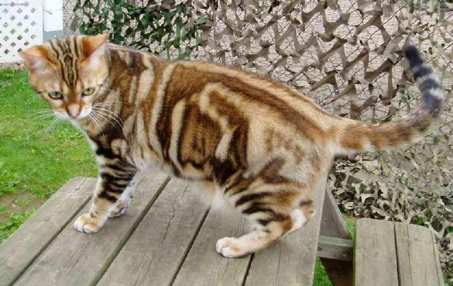 Фотографии к статье: Американская короткошерстная кошка (American Shorthair Cat) / Советы по уходу и воспитанию породы кошек, описание кошки, помощь при болезнях, фотографии, дискусии и форум.