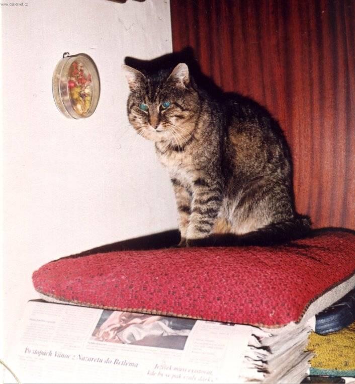 Фотографии к статье: Болезни кошек (Diseases) / Советы по уходу и воспитанию породы кошек, описание кошки, помощь при болезнях, фотографии, дискусии и форум.