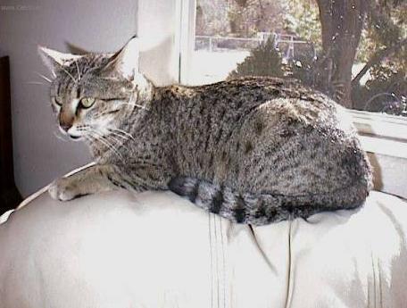 Фотографии к статье: Египетская мау (Egyptian mau) / Советы по уходу и воспитанию породы кошек, описание кошки, помощь при болезнях, фотографии, дискусии и форум.