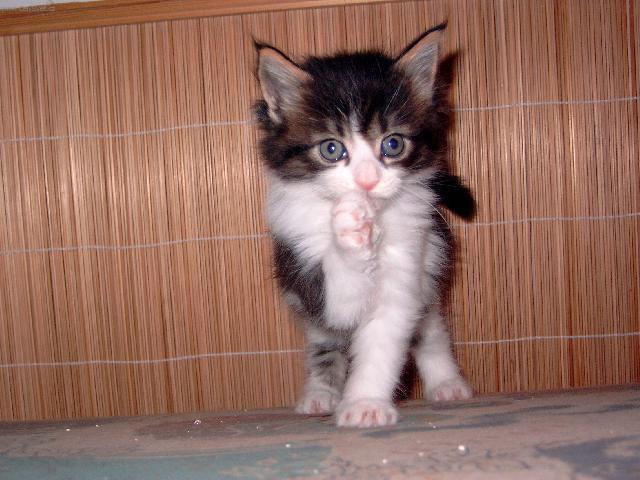 Фотографии к статье: Мейн кун (Maine Coon) / Советы по уходу и воспитанию породы кошек, описание кошки, помощь при болезнях, фотографии, дискусии и форум.