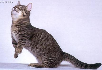 Фотографии к статье: Манчкин (Munchkin Cat) / Советы по уходу и воспитанию породы кошек, описание кошки, помощь при болезнях, фотографии, дискусии и форум.