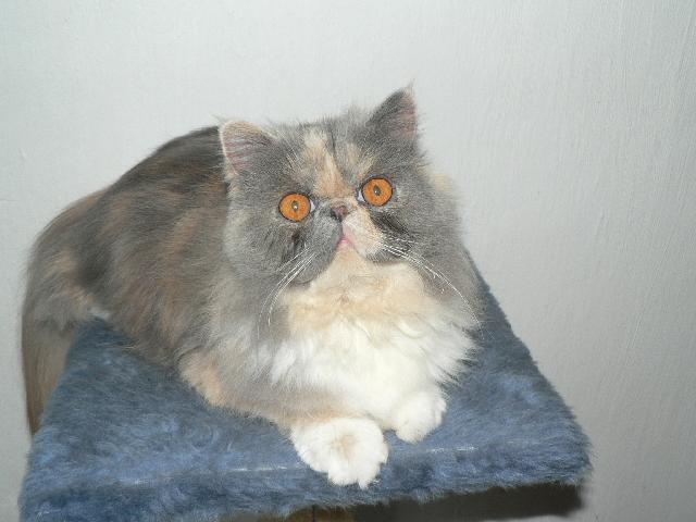 Фотографии к статье: Персидская кошка (Persian Cat) / Советы по уходу и воспитанию породы кошек, описание кошки, помощь при болезнях, фотографии, дискусии и форум.