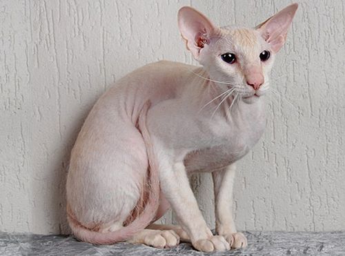 Фотографии к статье: Петерболд (петербургский сфинкс) (Peterbald (Petersburg Sphynx) Cat) / Советы по уходу и воспитанию породы кошек, описание кошки, помощь при болезнях, фотографии, дискусии и форум.