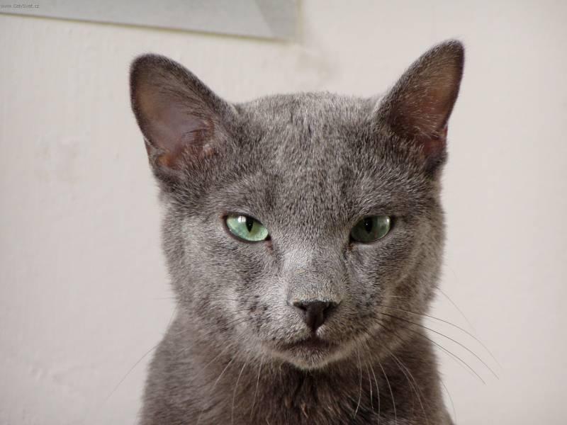 Фотографии к статье: Русская голубая кошка (Russian Blue Cat) / Советы по уходу и воспитанию породы кошек, описание кошки, помощь при болезнях, фотографии, дискусии и форум.