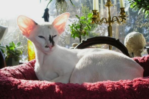 Фотографии к статье: Сейшельская кошка (Seychellois Cat) / Советы по уходу и воспитанию породы кошек, описание кошки, помощь при болезнях, фотографии, дискусии и форум.