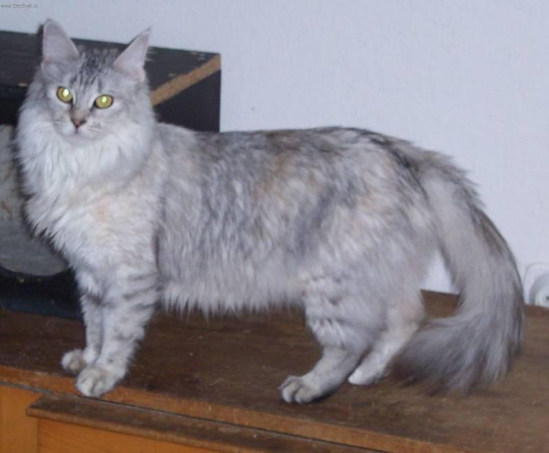 Фотографии к статье: Турецкая ангора (Turkish Angora Cat) / Советы по уходу и воспитанию породы кошек, описание кошки, помощь при болезнях, фотографии, дискусии и форум.