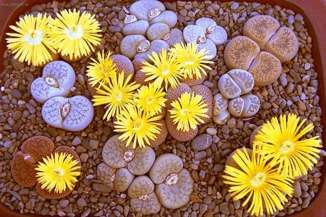 Фотографии к статье: Литопс (живые камни) (Lithops)