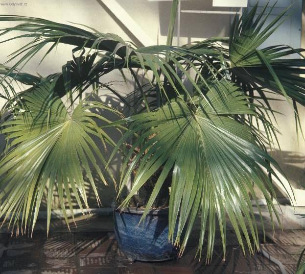 Фотографии к статье: Ливистона пальма (Livistona)