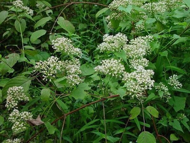 Фотографии к статье: Микания тройчатая (Micania ternata)