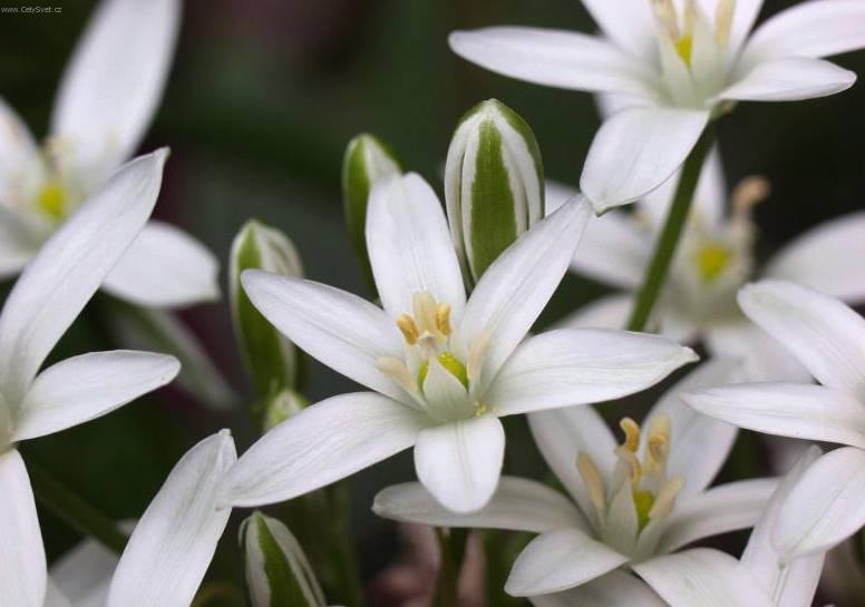 Фотографии к статье: Орнитогаллюм (Ornithogalum)