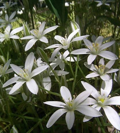 Фотографии к статье: Орнитогаллюм (Ornithogalum)