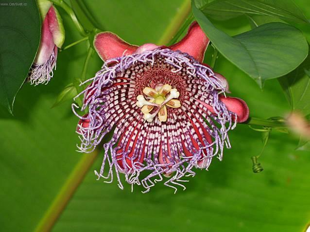 Фотографии к статье: Пассифлора (страстроцвет) (Passiflora caerulea)