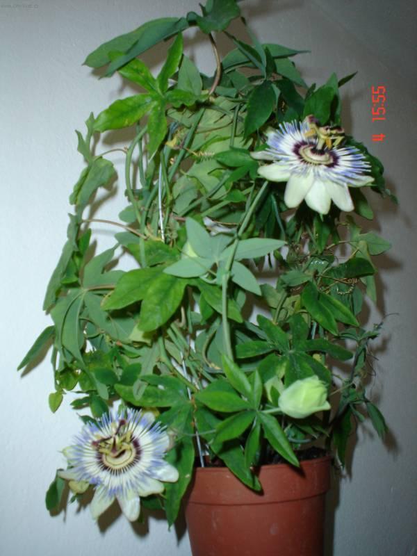 Пассифлора в горшке фото Фотографии к статье: Пассифлора (страстроцвет) (Passiflora caerulea)