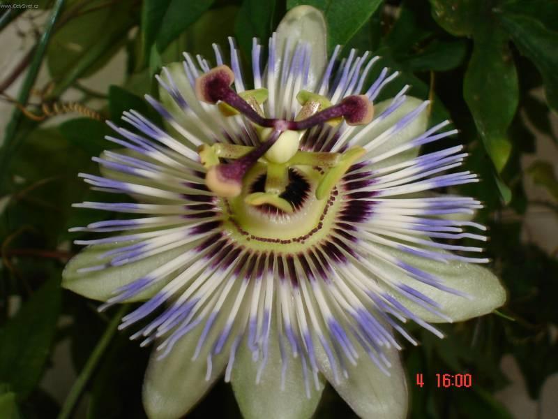Фотографии к статье: Пассифлора (страстроцвет) (Passiflora caerulea)