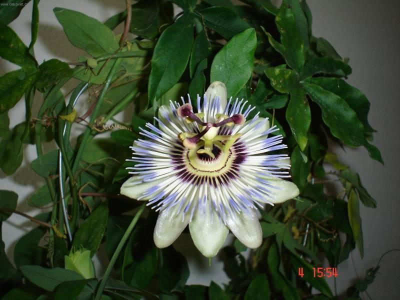 Фотографии к статье: Пассифлора (страстроцвет) (Passiflora caerulea)