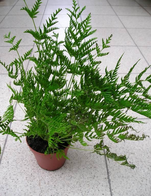 Фотографии к статье: Птерис критский (Pteris cretica)