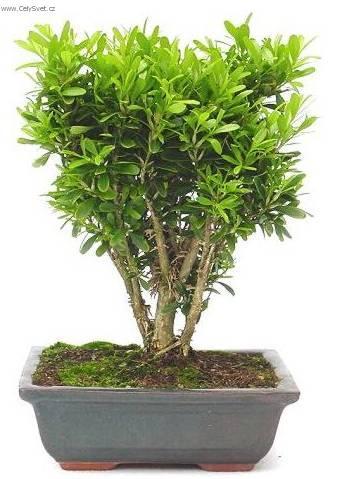 Фотографии к статье: Самшит Гарланда (Buxus harlandii, buxus microphylla sinica)