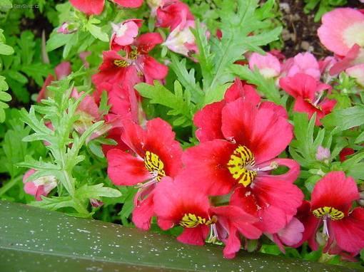 Фотографии к статье: Схизантус (Schizanthus)